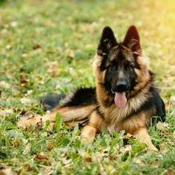 german shephard